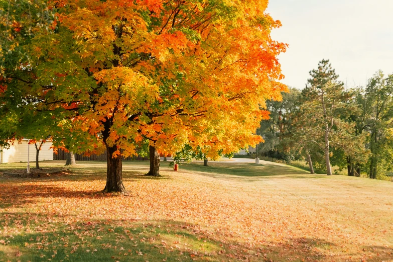 a field with leaves all over it that has some trees in it