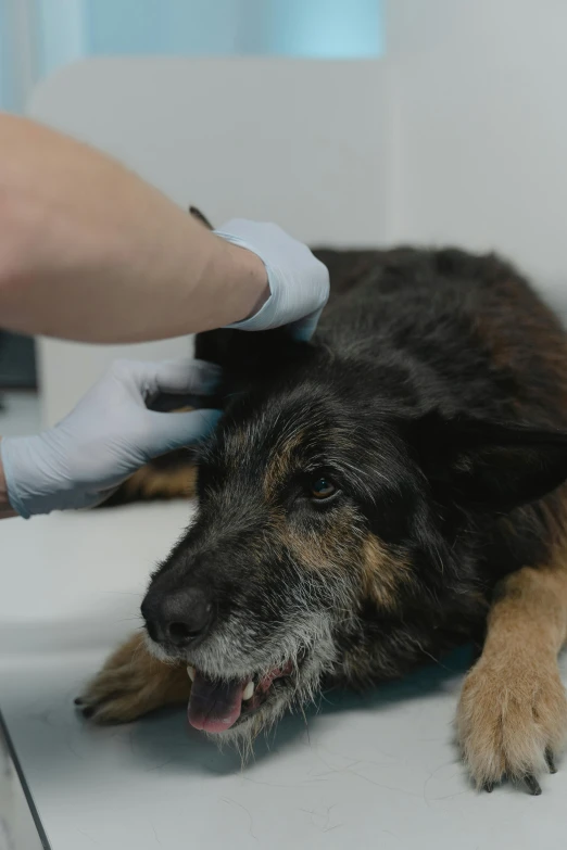 a dog is getting groomed at the hairdresser