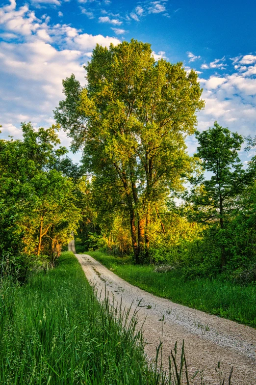 dirt road surrounded by tall grass and trees