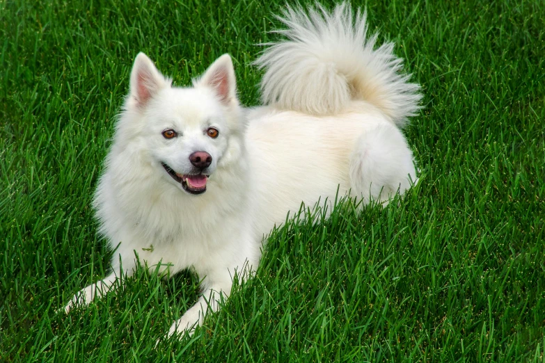 a dog sitting in grass on top of a field