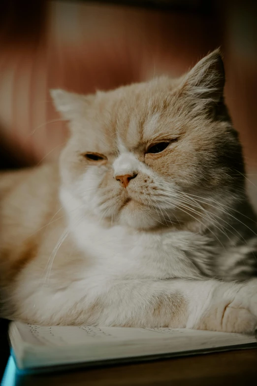 an orange and white cat looking at the camera