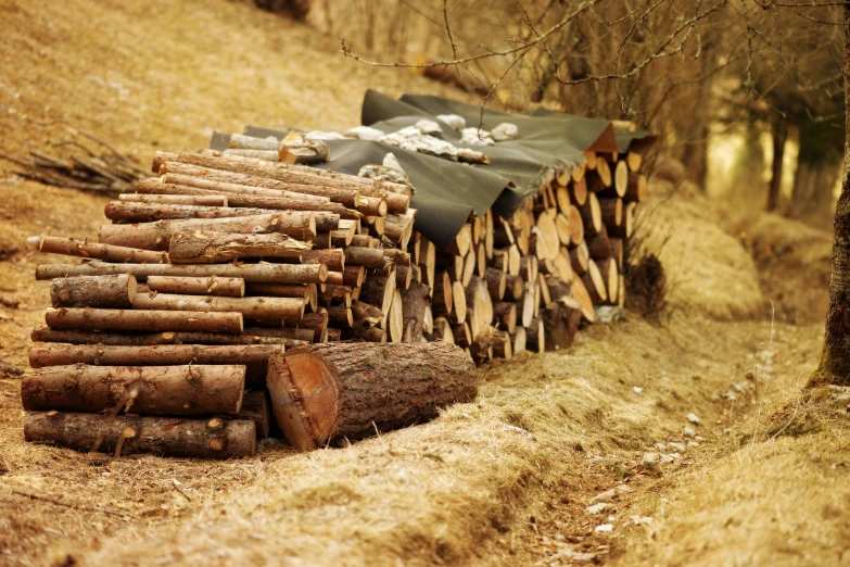 pile of logs lined up next to the forest