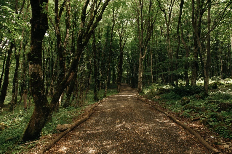 a paved path between two trees in the woods