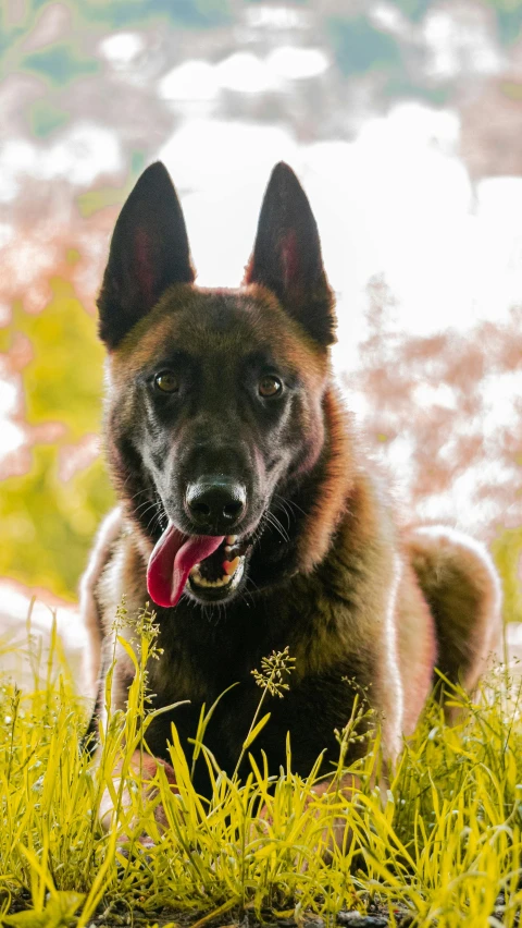 a german shepard lying down in the grass