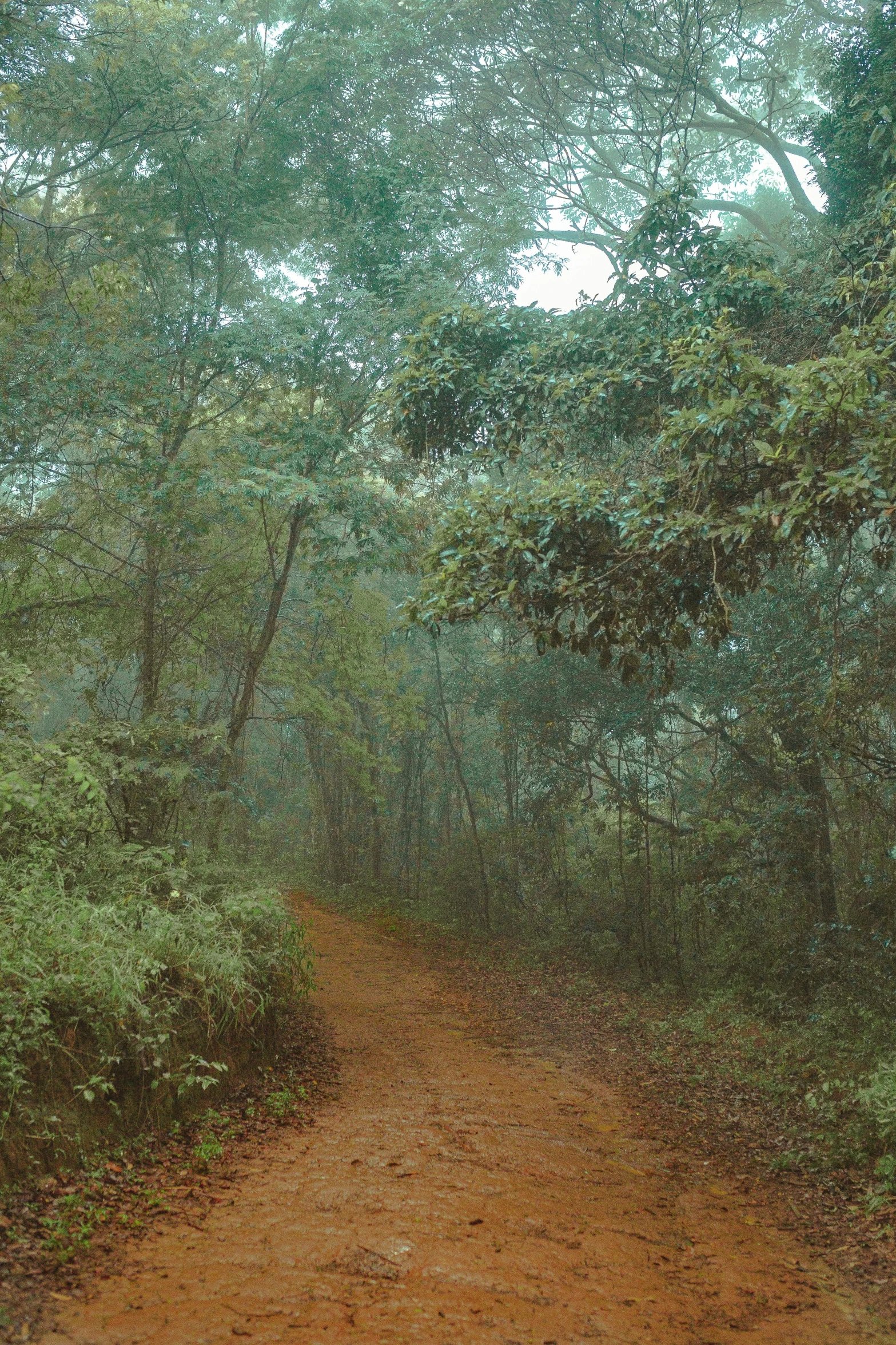 an open path through the woods on a cloudy day