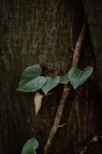 a plant that is growing on the bark of a tree