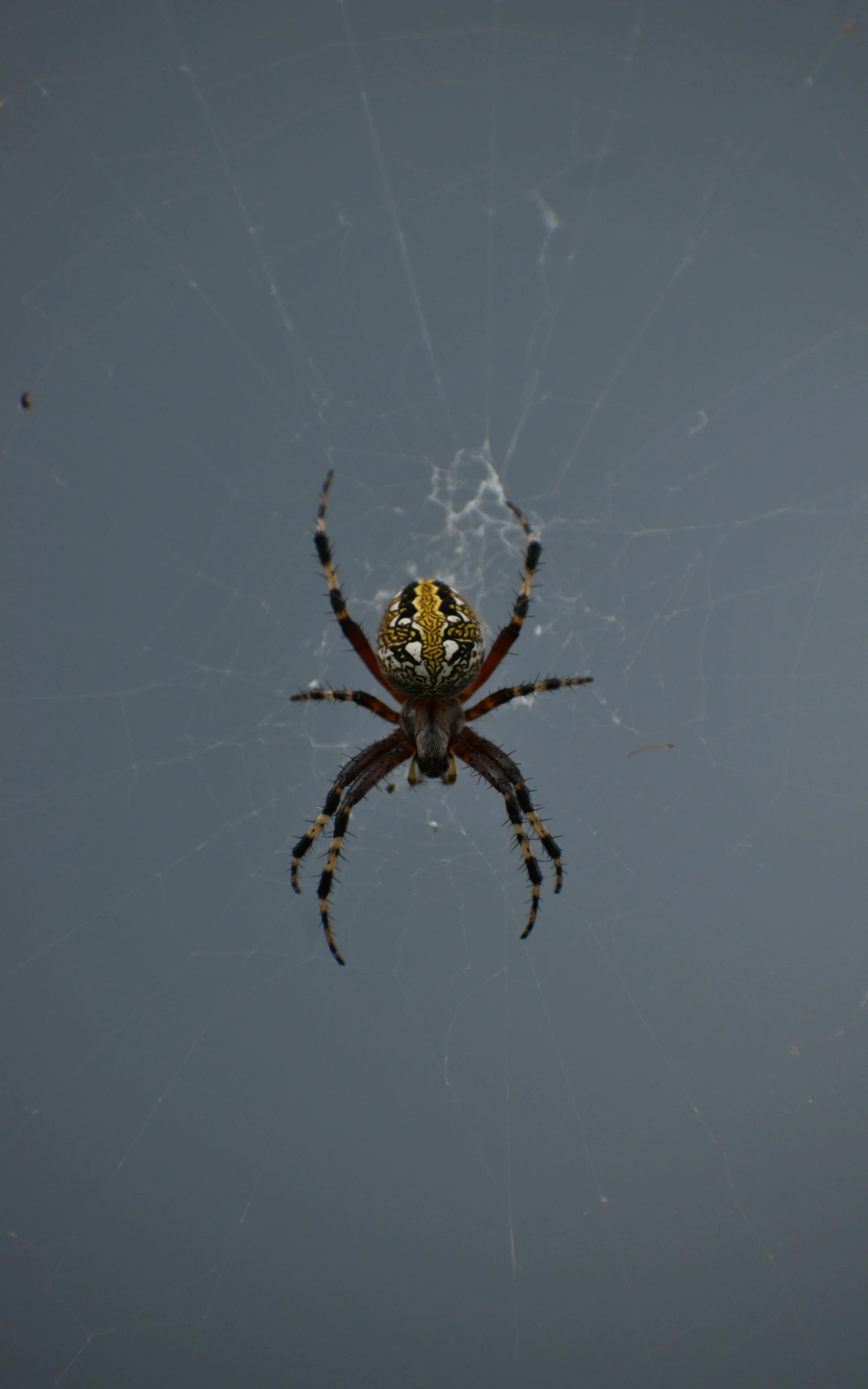 large spider with orange and black markings sitting on its web