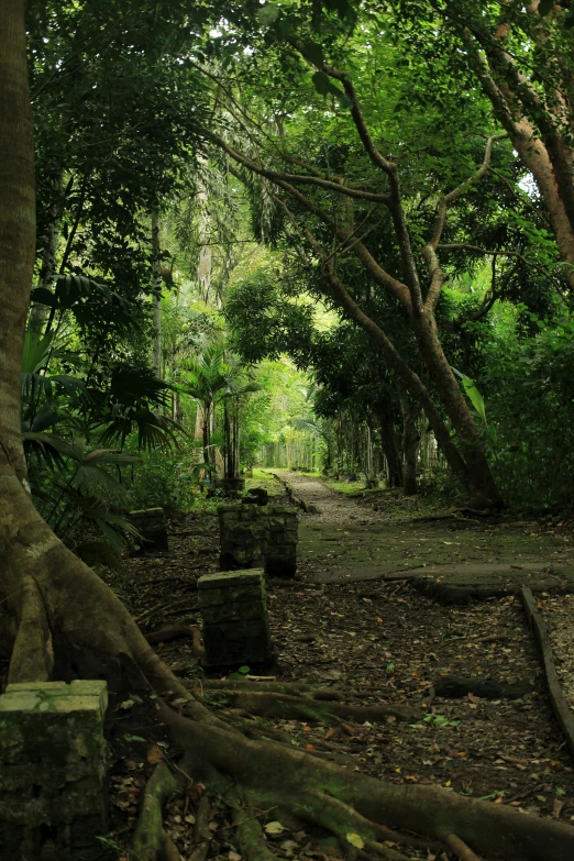 a wooded path leads to an old stone lantern