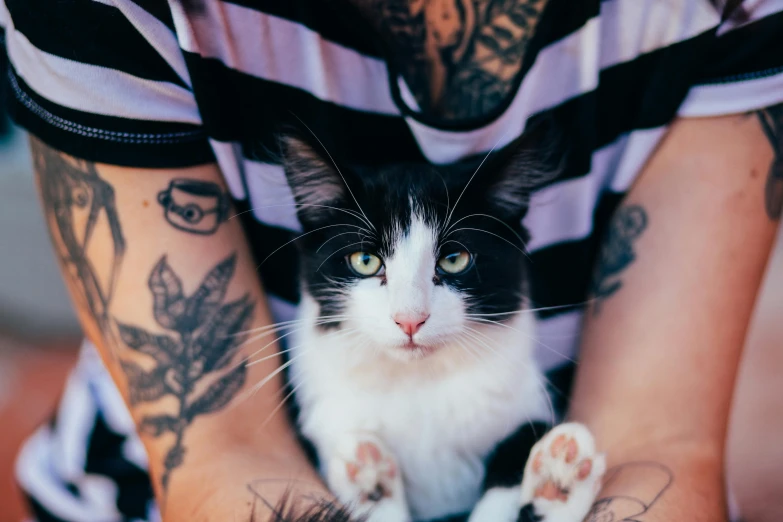 tattooed arms, arms and arms around a black and white cat