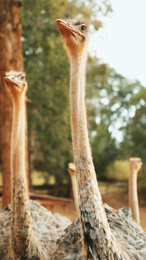 two ostrich in the foreground, one with its head turned back