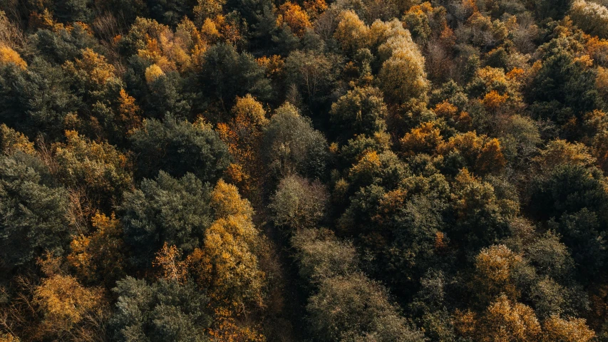 the trees are green, yellow and brown