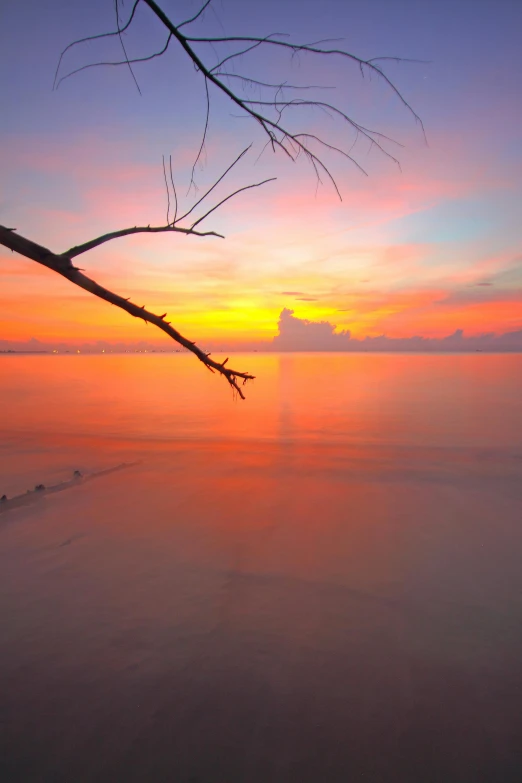 a tree nch on the shore at sunrise