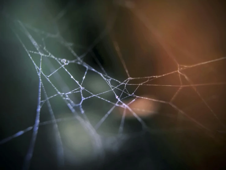 water droplets on a spider web in the night sky