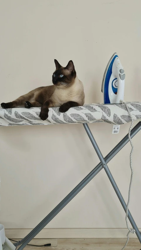 a cat sitting on a ironing board next to a sprayer