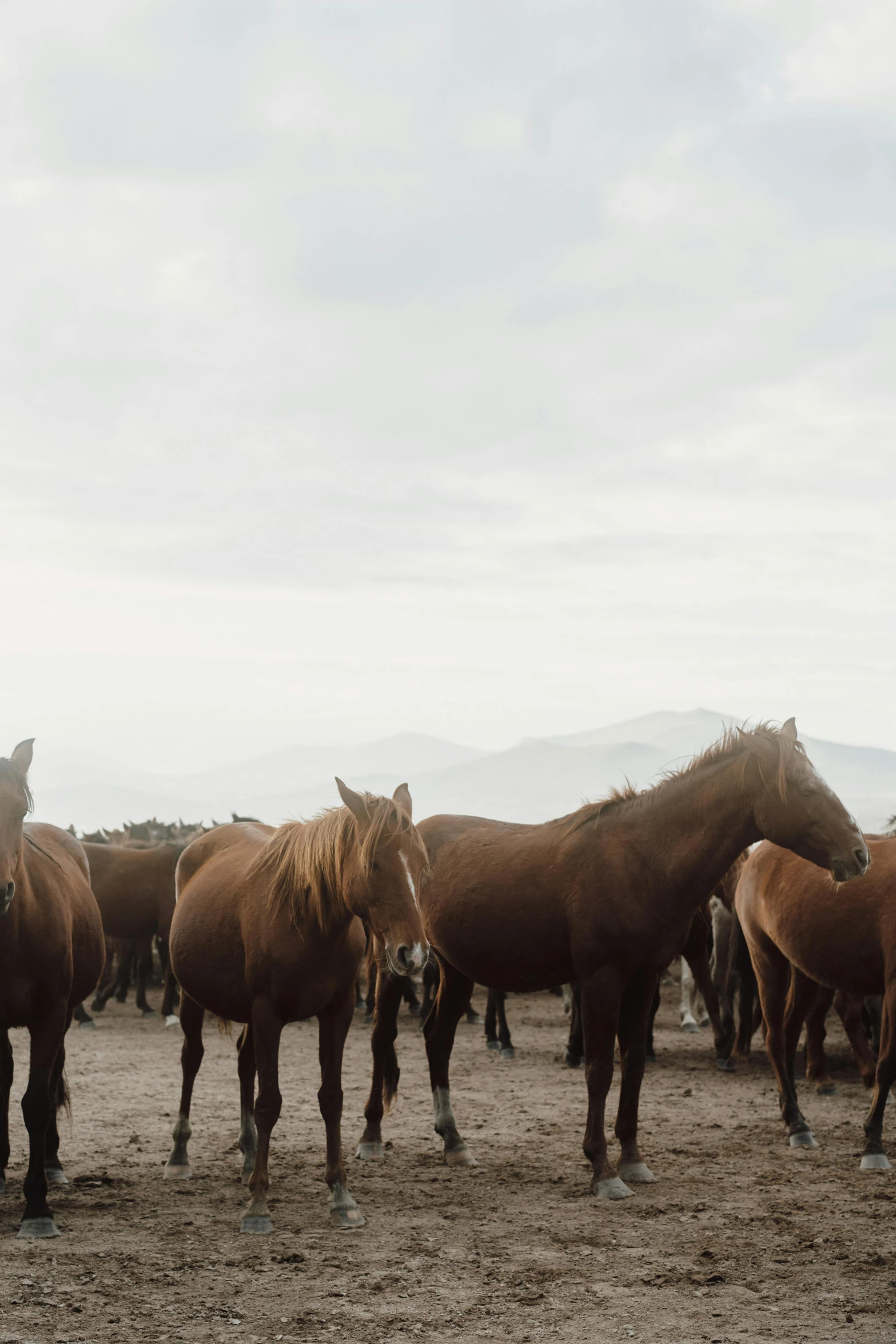 several brown horses stand close together in the dirt