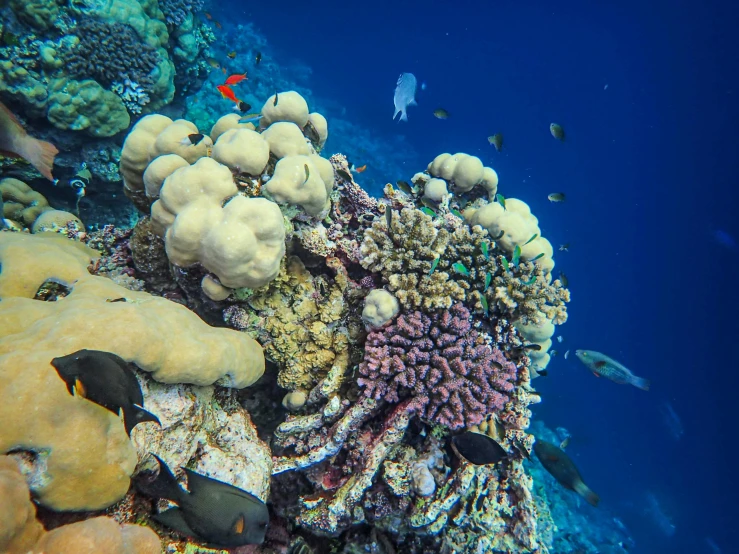 several corals and some sea animals on a bright blue ocean