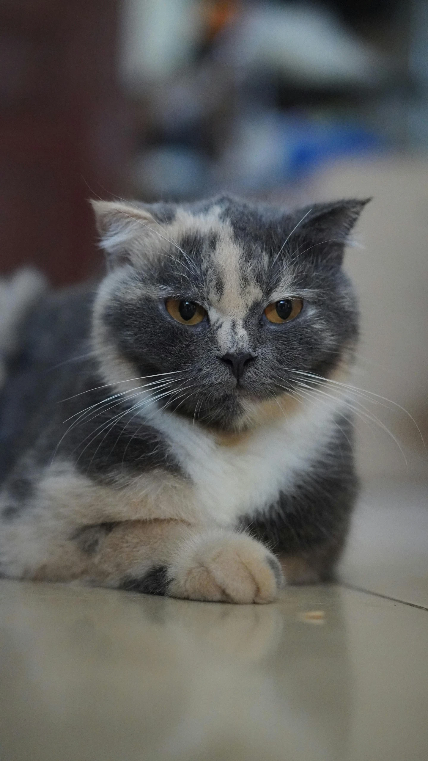 a close up image of a grey and white cat