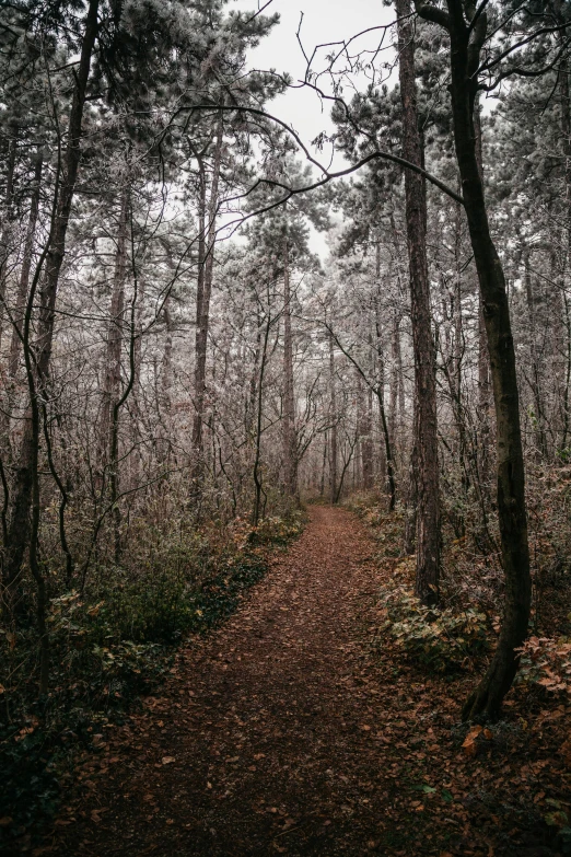 the path through the forest in the woods