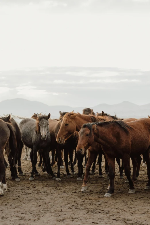 a large group of horses stand together on a dirt field