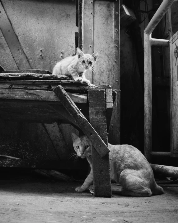 the cat is playing with another cat outside of a building