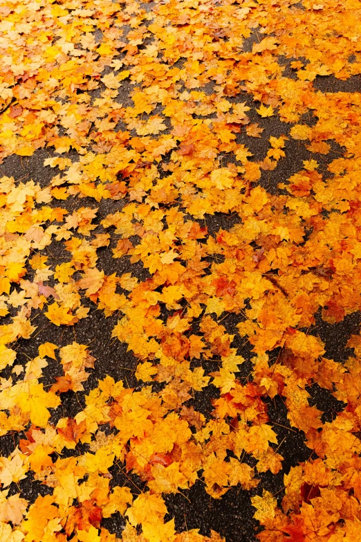 a parking space filled with lots of leaves