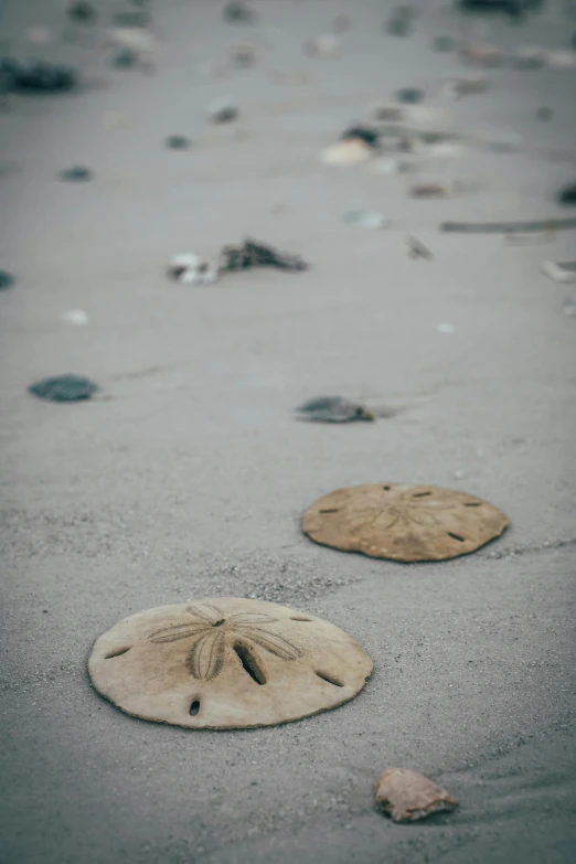 two sand dollar coins on the beach