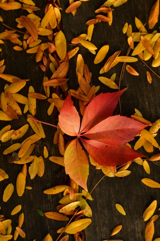 a bunch of leaves that are laying on the ground