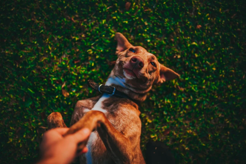 a person feeding a dog soing out of a bowl