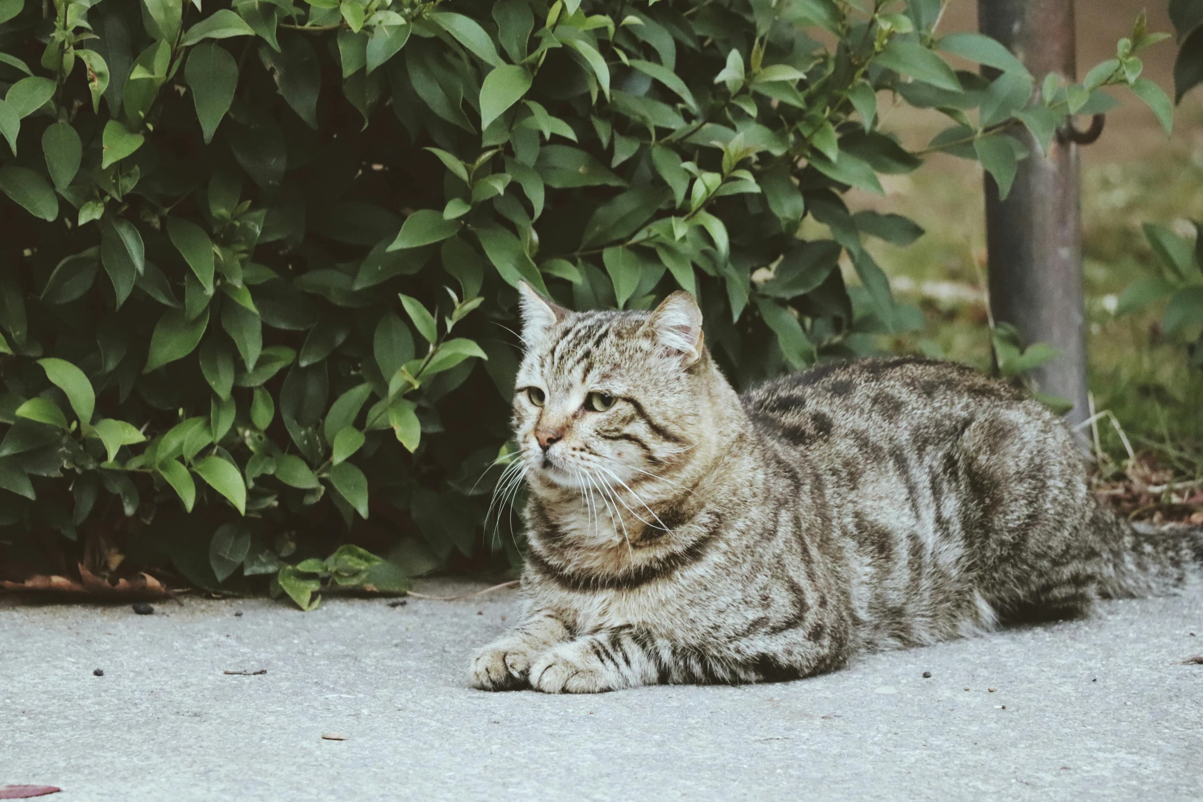 a small gray striped cat laying on the ground