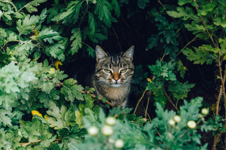 a cat is peeking out from through the nches of trees