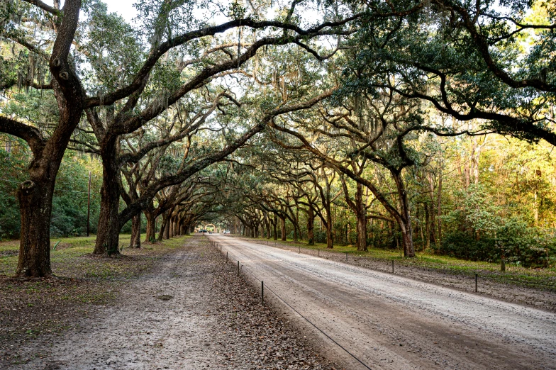 an open dirt road surrounded by many trees