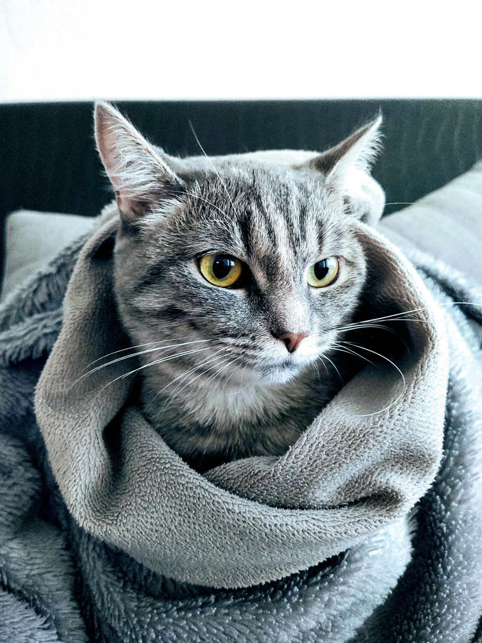 a cat that is sitting on a blanket