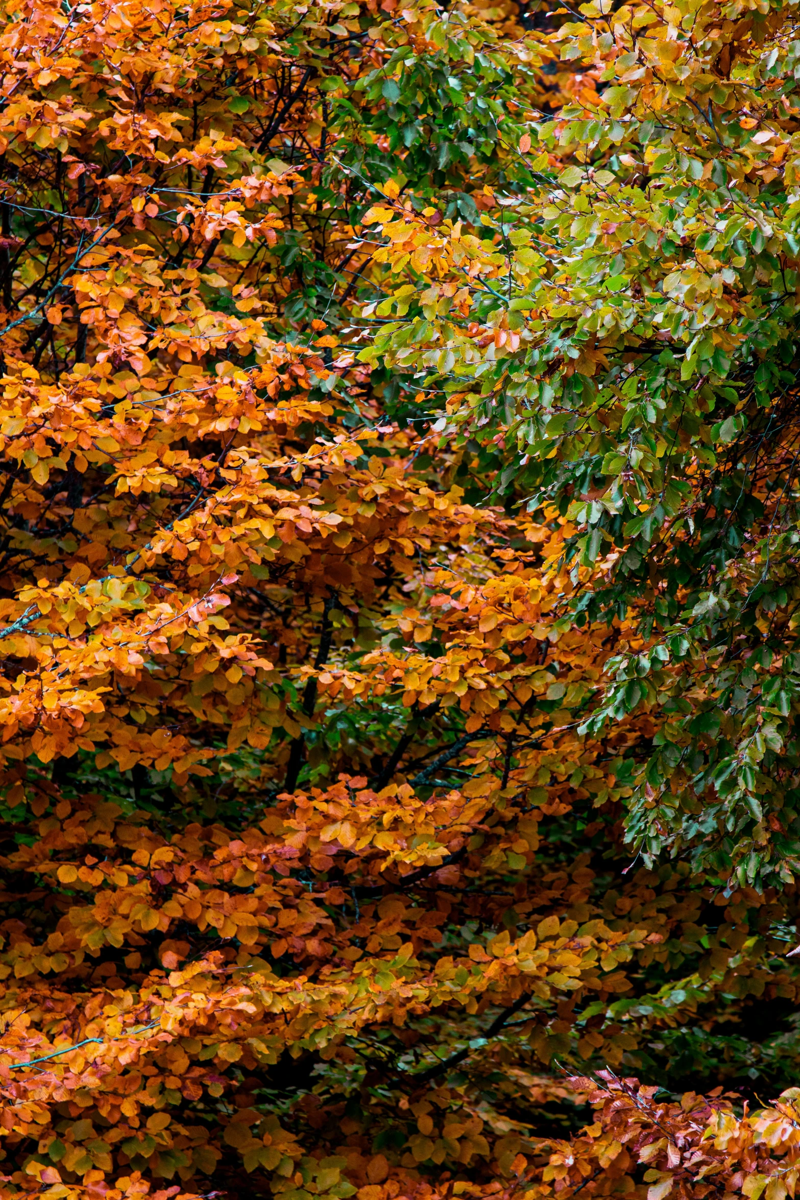 the tree is very colorful and there are a lot of leaves