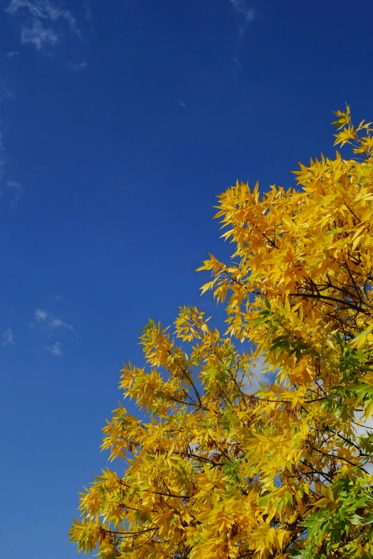 a bird flies in the clear blue sky with some trees