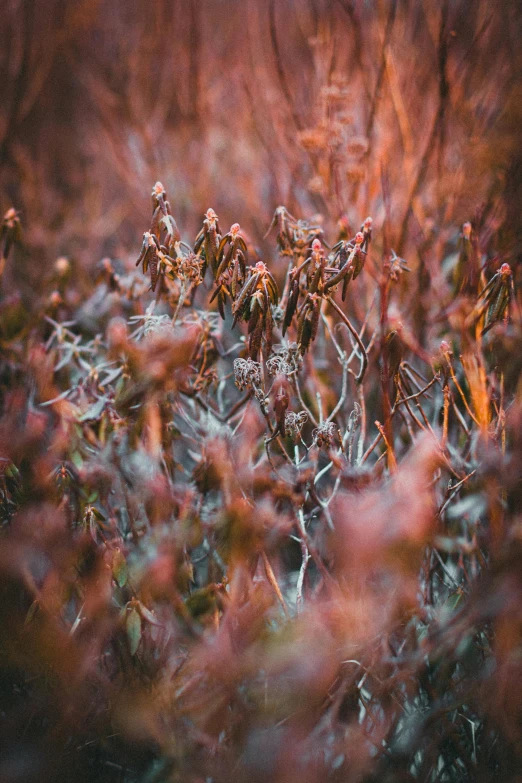 plants are sitting in the middle of the grass