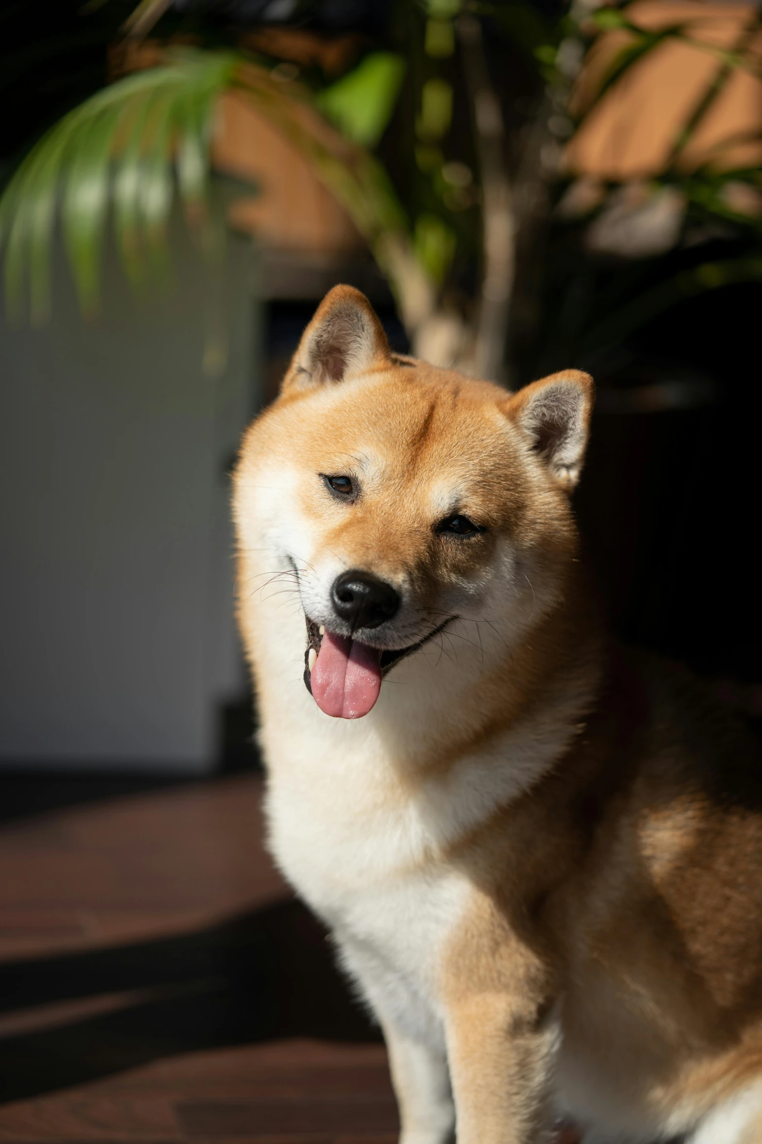 an orange dog sitting by the ground in front of a plant