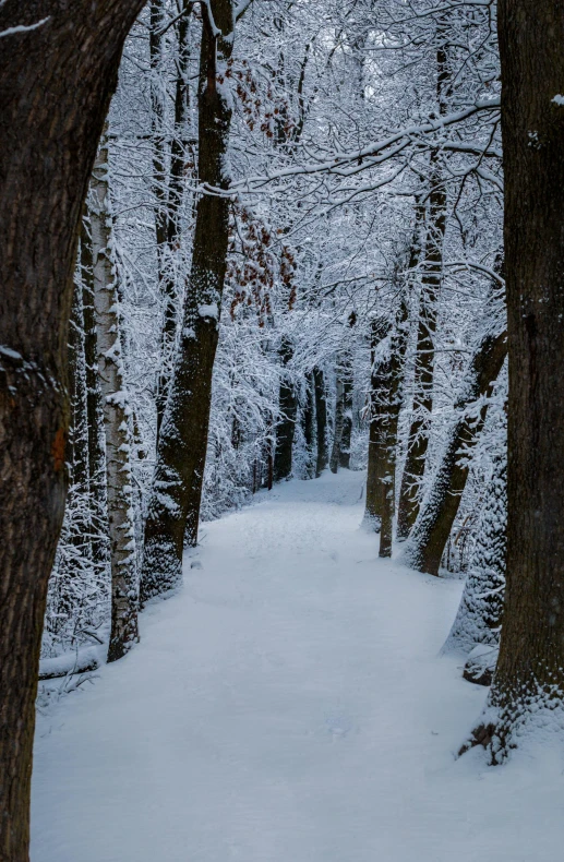 snow covered trees line the pathway through a wooded area