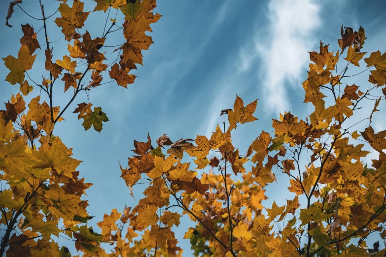 the tree nches with yellow leaves are illuminated in the sunlight