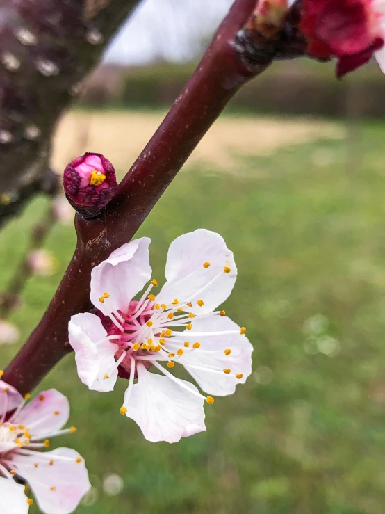 the flowers on the blossom tree have their stem still in bloom