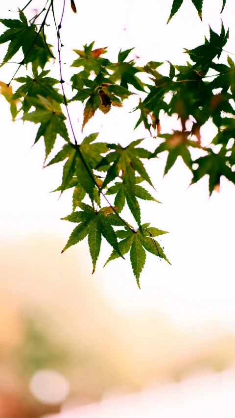 the leaves of the maple are green in autumn