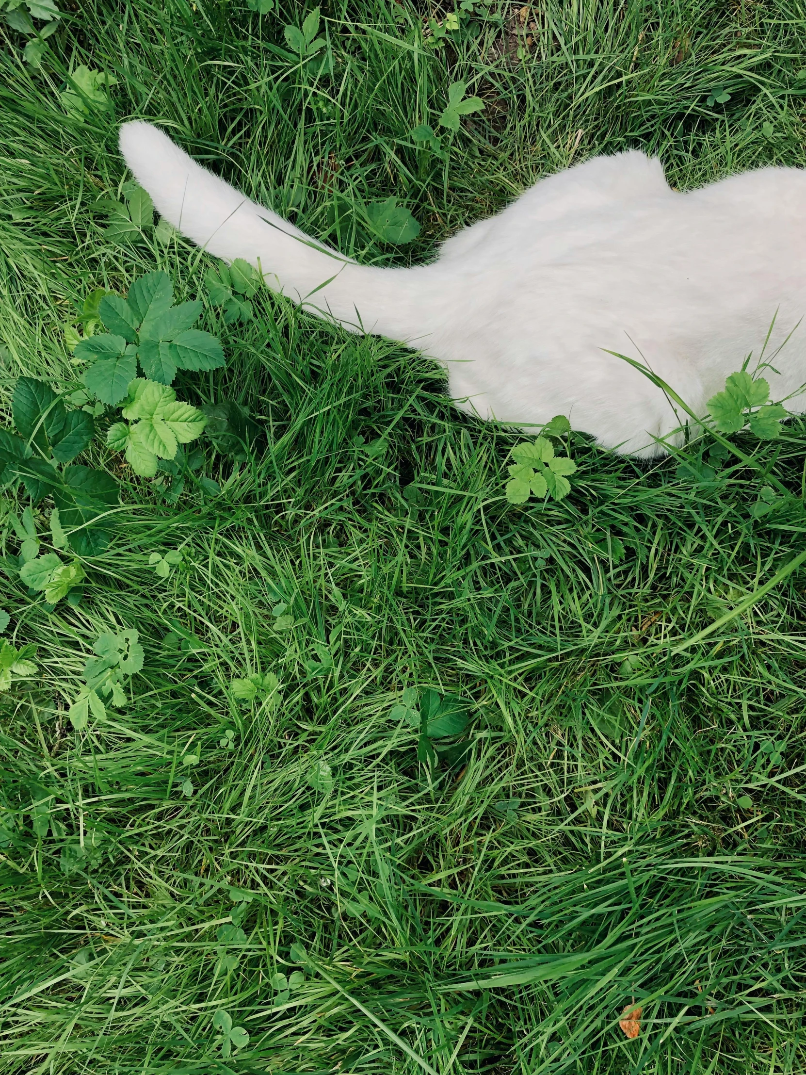 a cat is laying in the grass and eating soing