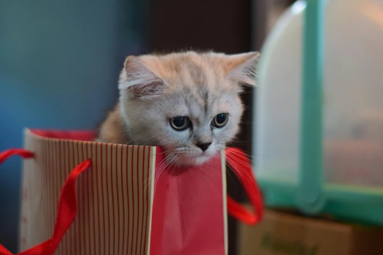 kitten peeking out from inside of a red paper bag