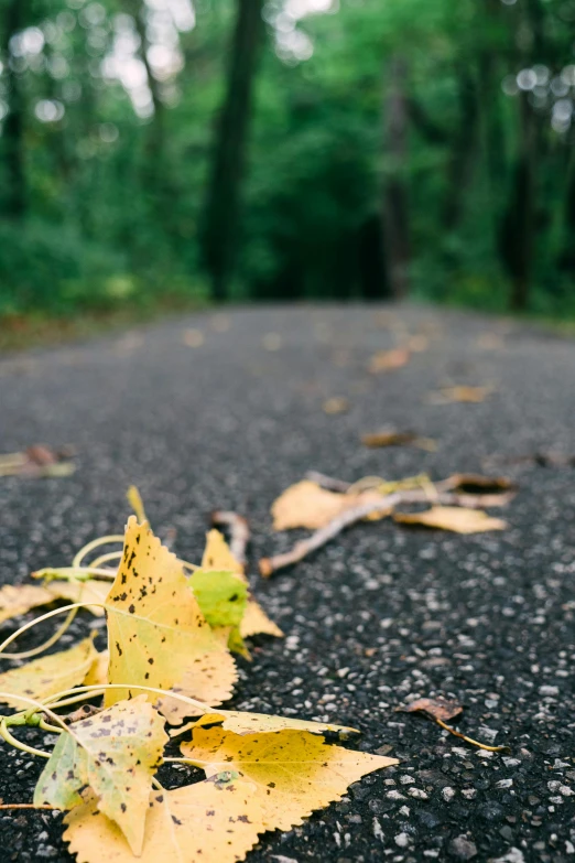 several yellow and green leaves on the ground