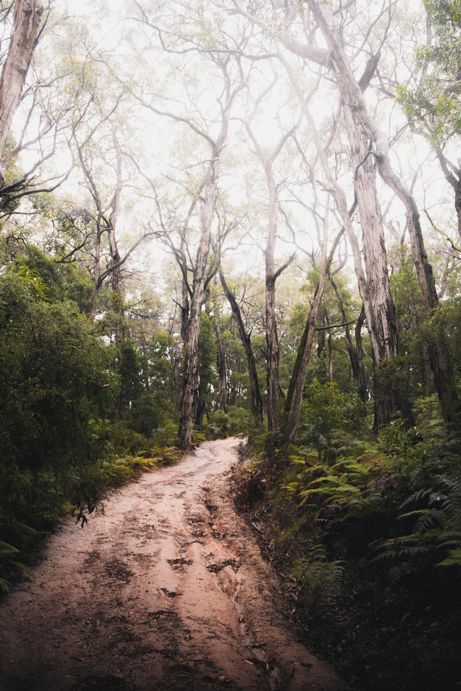 the road in the forest is dirt and green