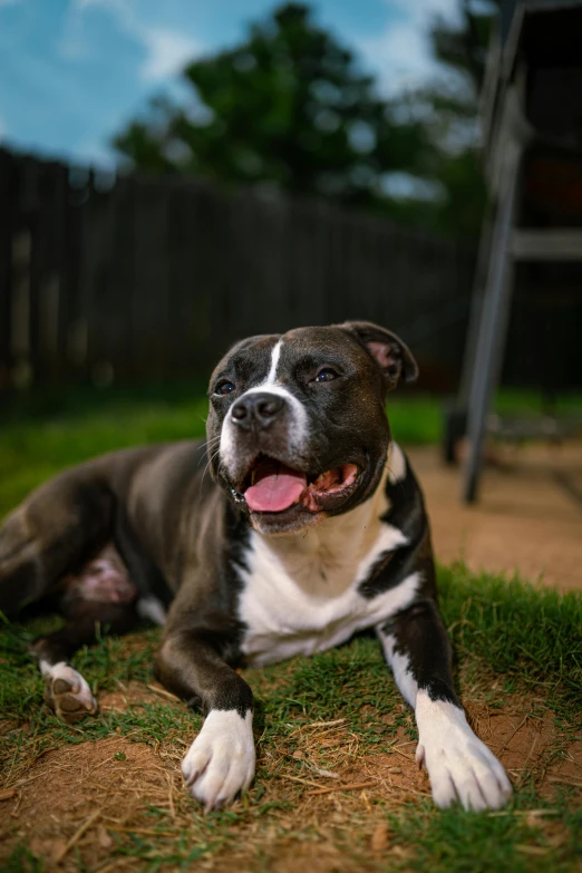 a dog laying on the ground in the yard