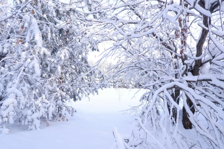 snow covered trees line the sidewalk on a cloudy day