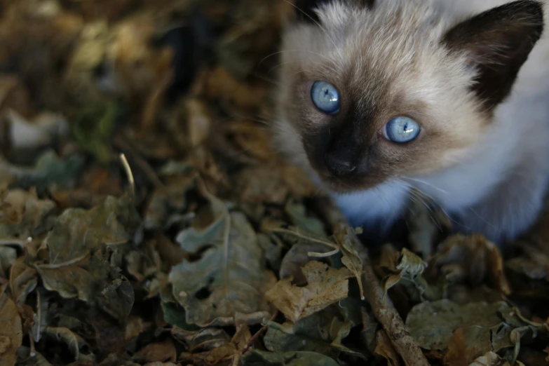 a white and brown kitten with blue eyes is standing in some leaves