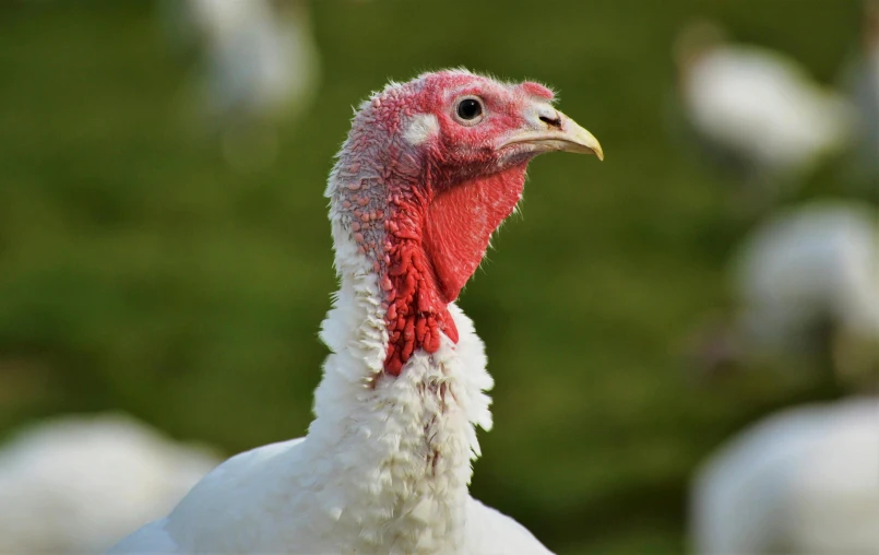 the long necked bird with the white head is standing among the feathers