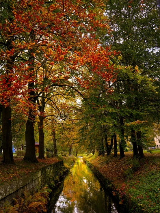 a small stream that goes into some trees with leaves on it