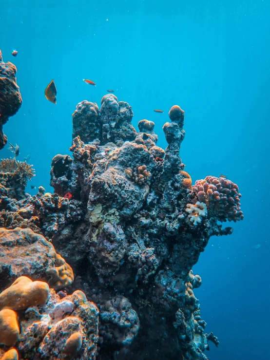 a coral in blue water with some fish